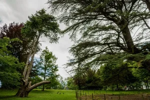 Descubriendo el parque Cristina Enea - Campo Coniferas